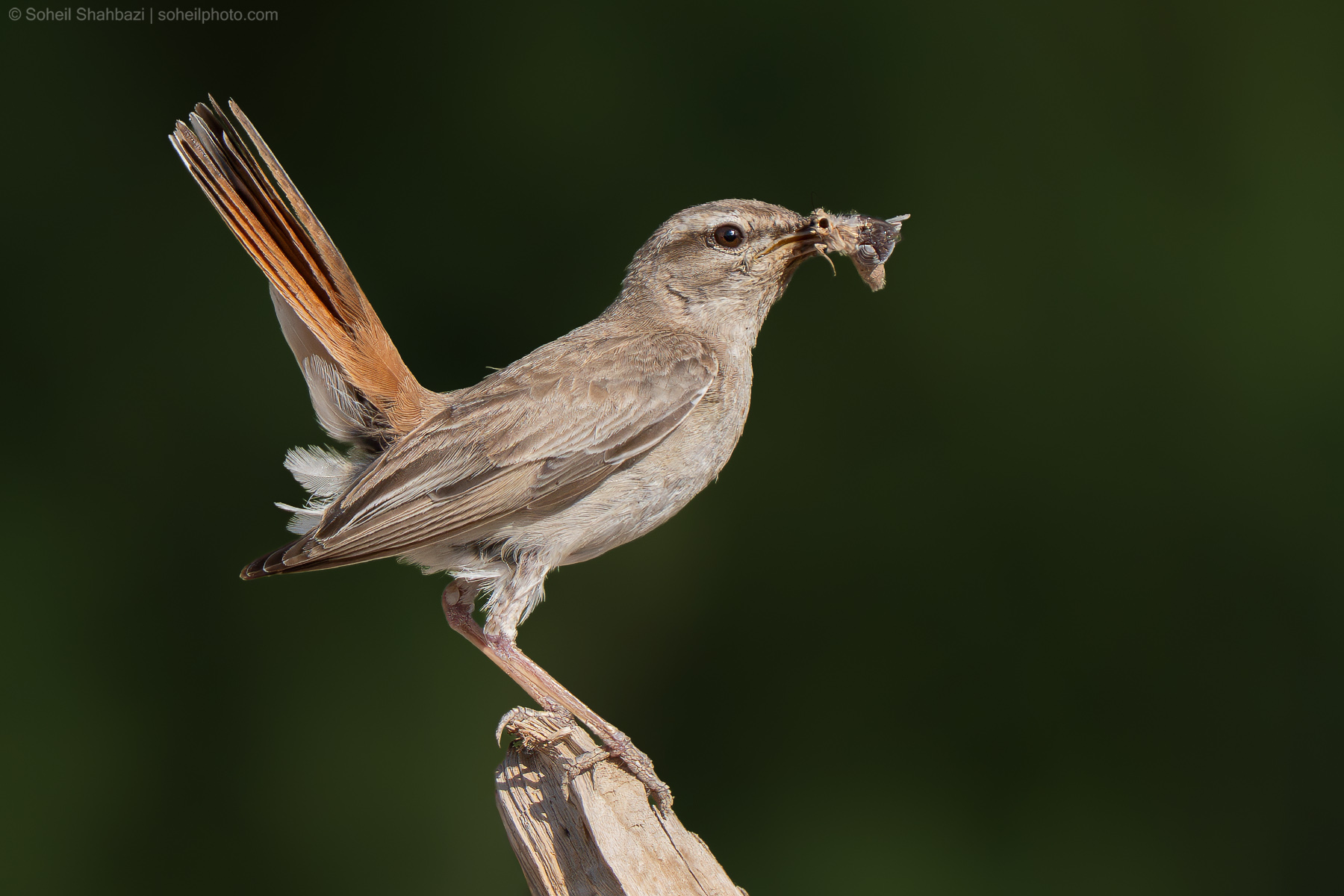 Rufous tailed scrub robin