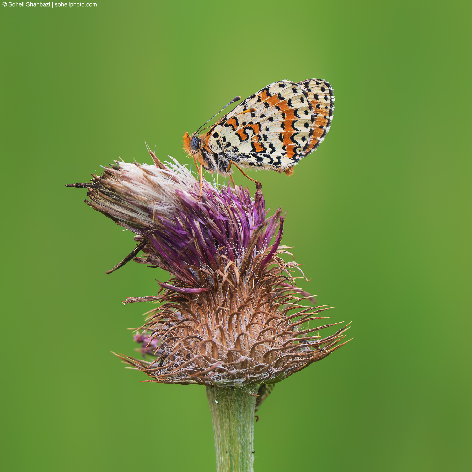 Spotted fritillary