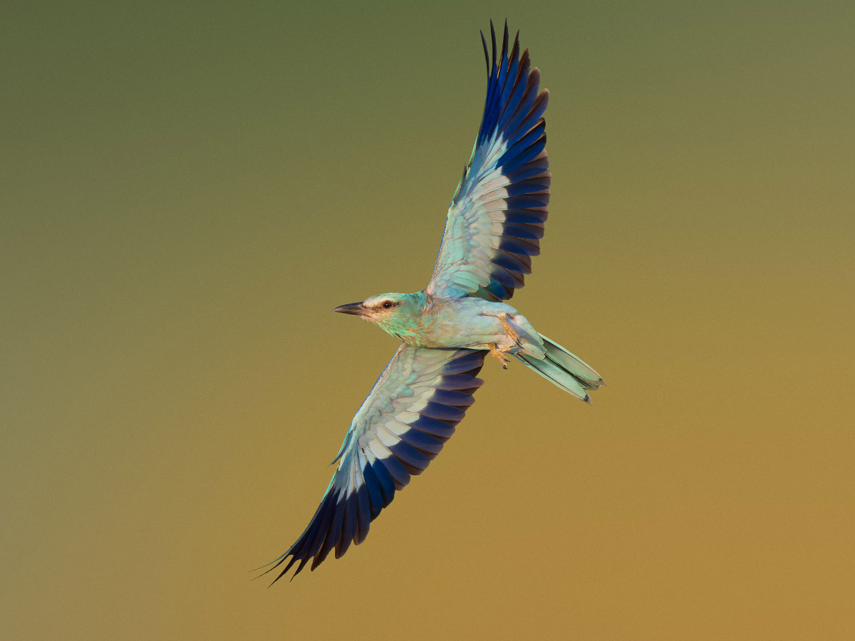 European Roller Flight