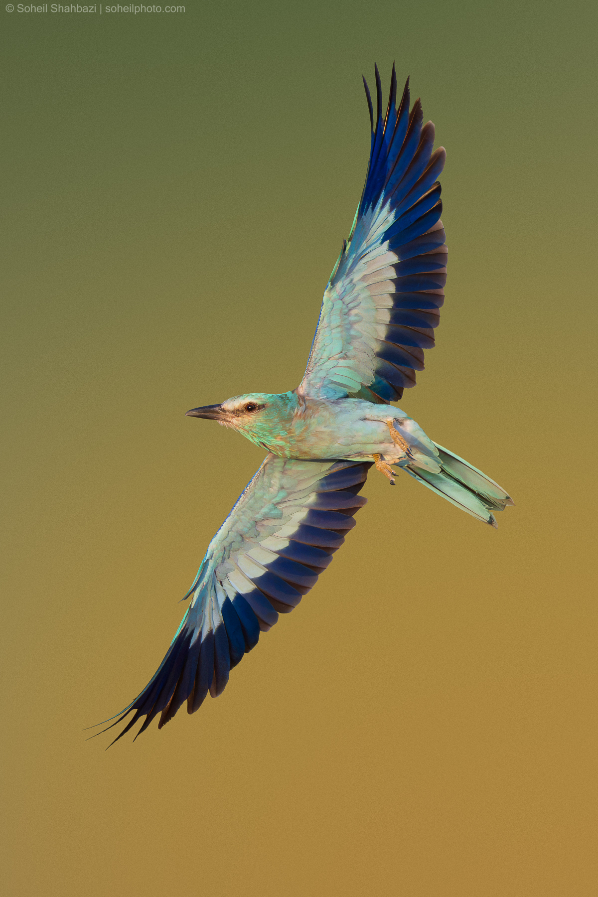 A stunning action shot of a European Roller bird in full flight, showcasing its vibrant turquoise and deep blue plumage with wings wide open against a soft golden-brown background - Photographed by Soheil Shahbazi