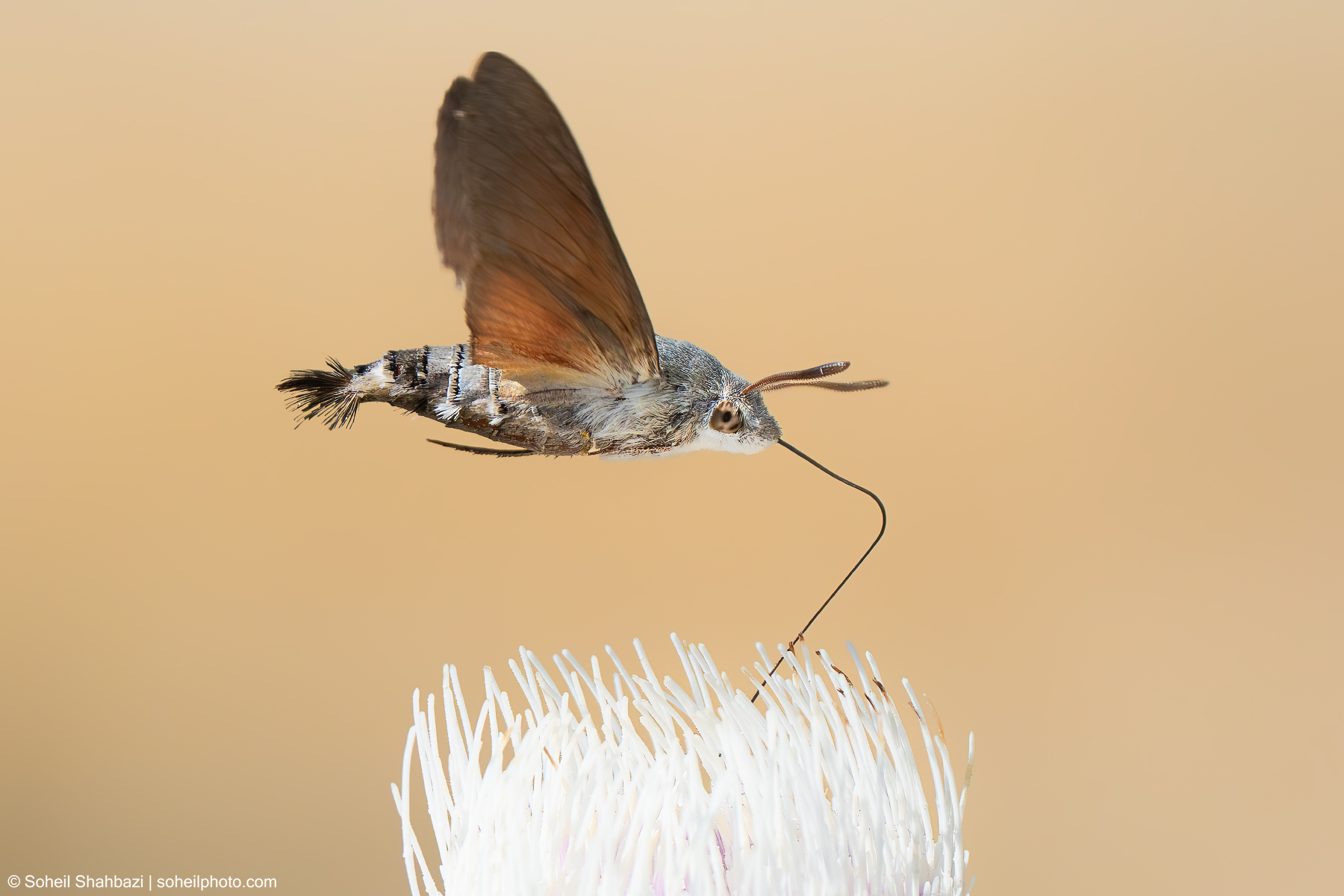 Hummingbird hawk-moth