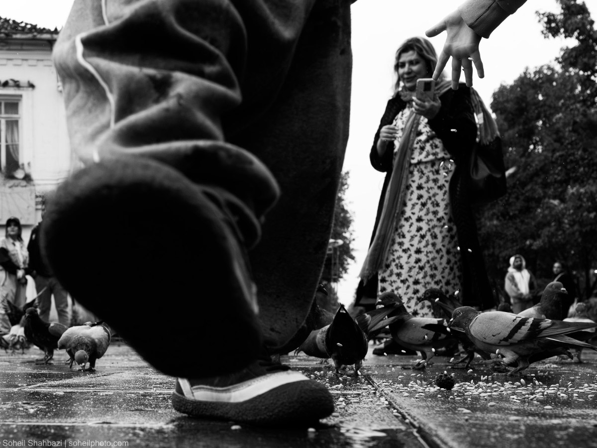 Pigeon’s Perspective