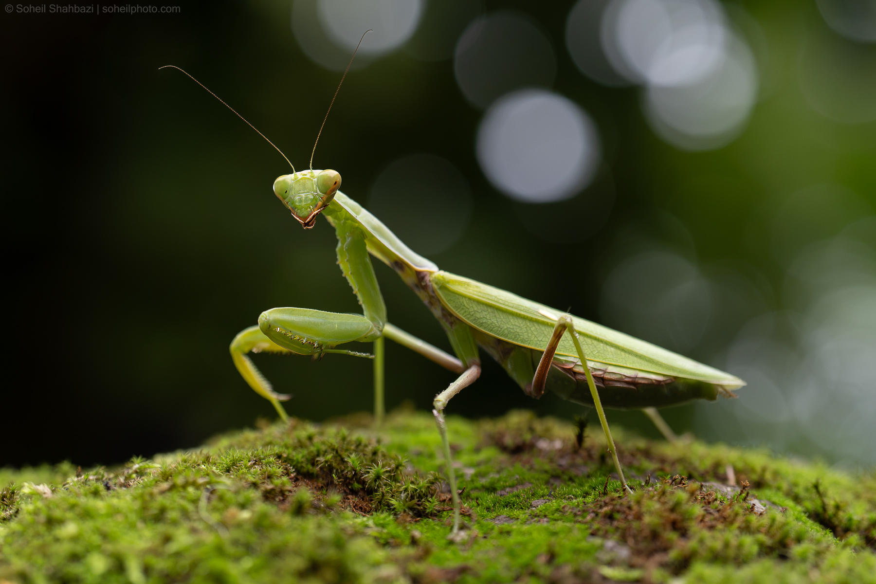 Giant Mantis