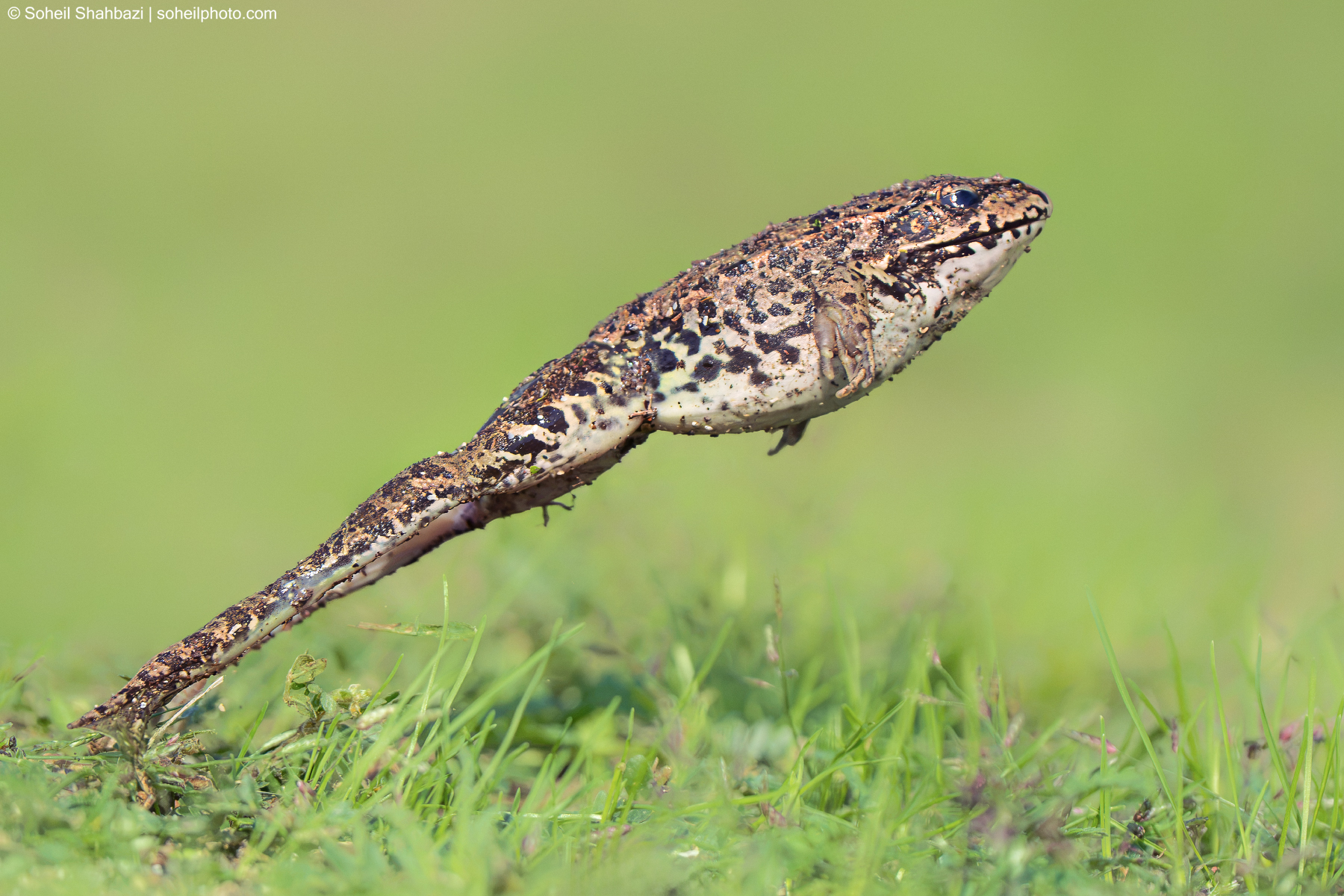 Marsh Frog Jumping