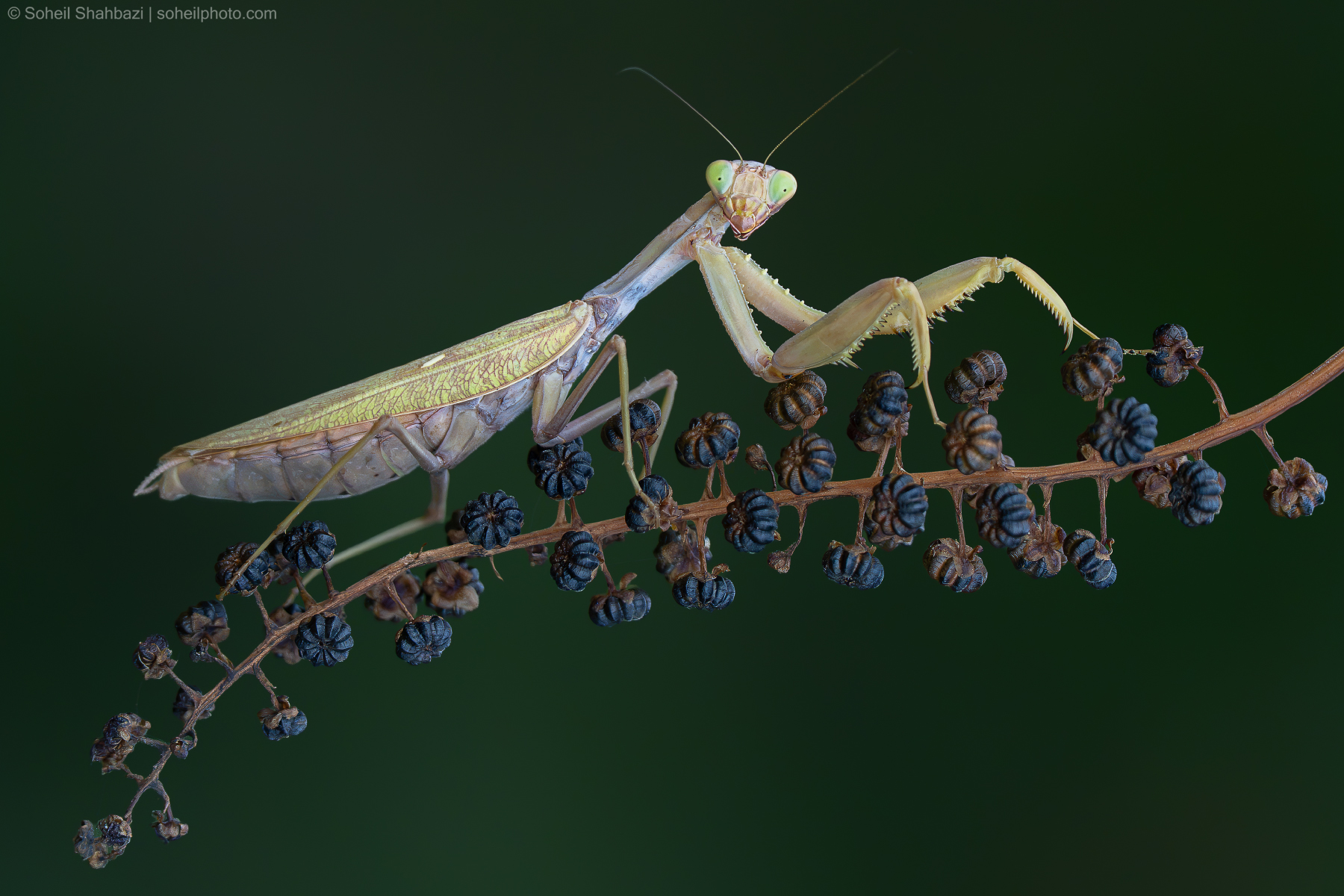 Silent Predator (Mantis)